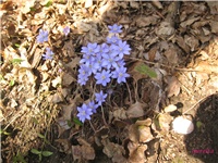 dfd56cb1-IMG_4500 2.jpg